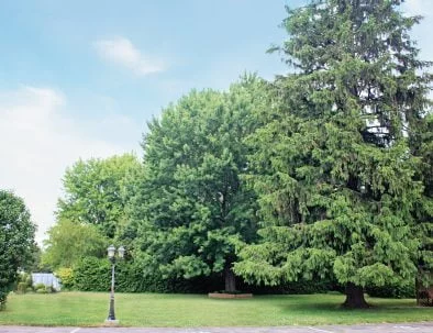 Exterior Yard