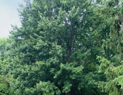 Trees
